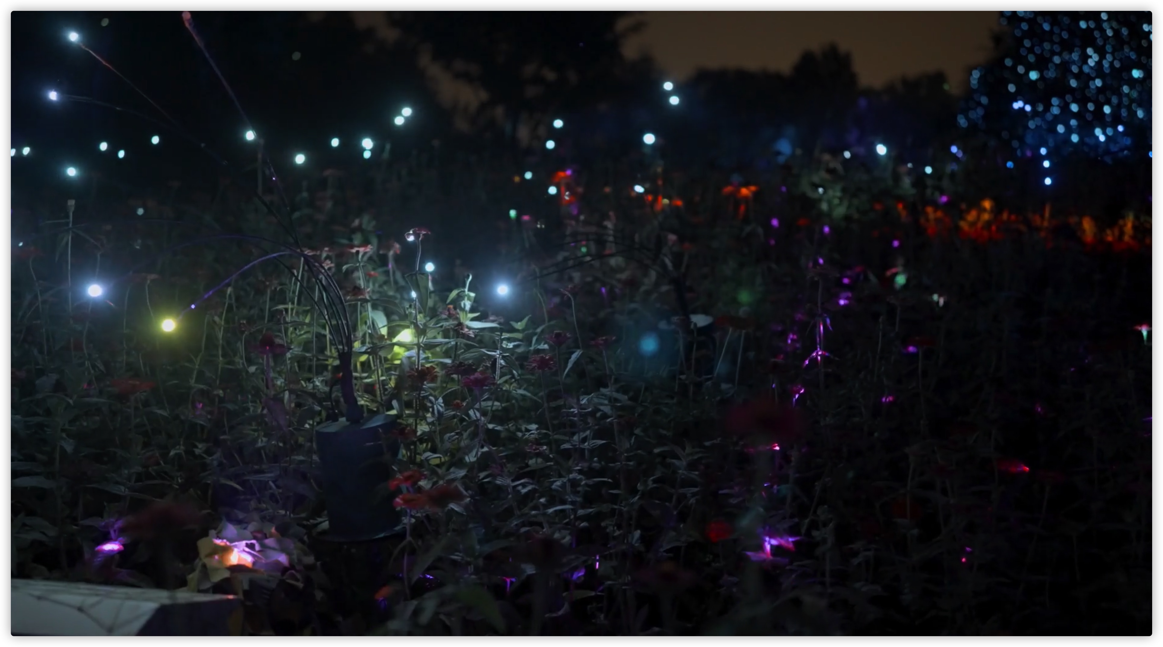 4k北京玉渊潭公园萤火虫灯光实拍视频的预览图