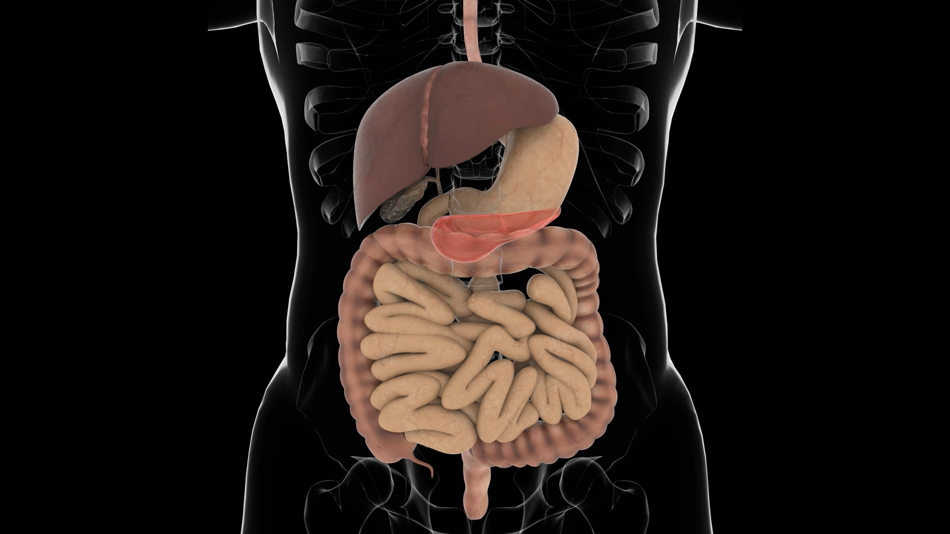 医学三维肠胃通道视频素材视频的预览图