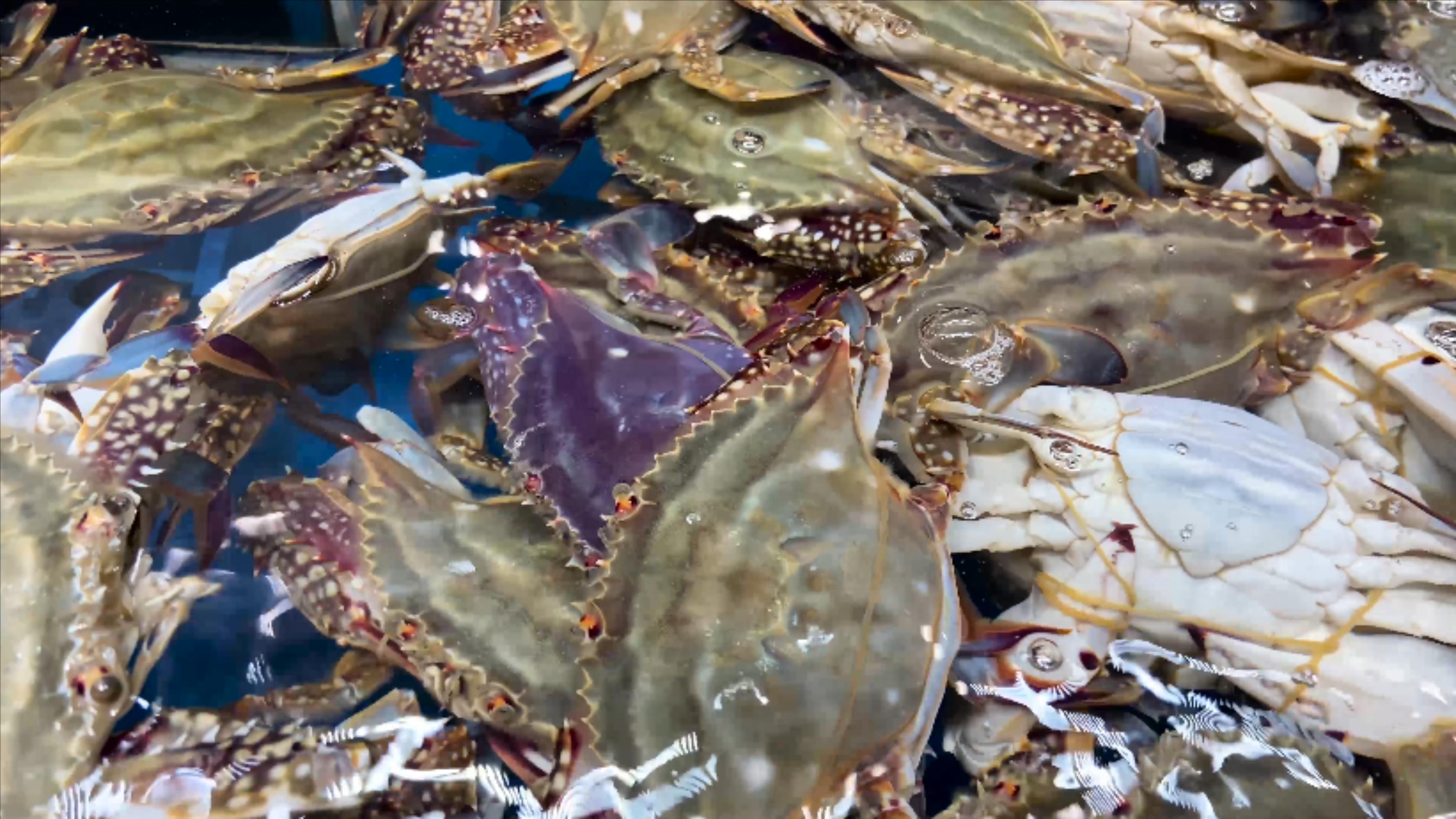4K实拍海鲜美食食材梭子蟹蟹类视频的预览图