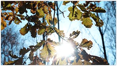秋季银杏叶秋天树叶金黄色树叶逆光秋叶mp41080P视频素材