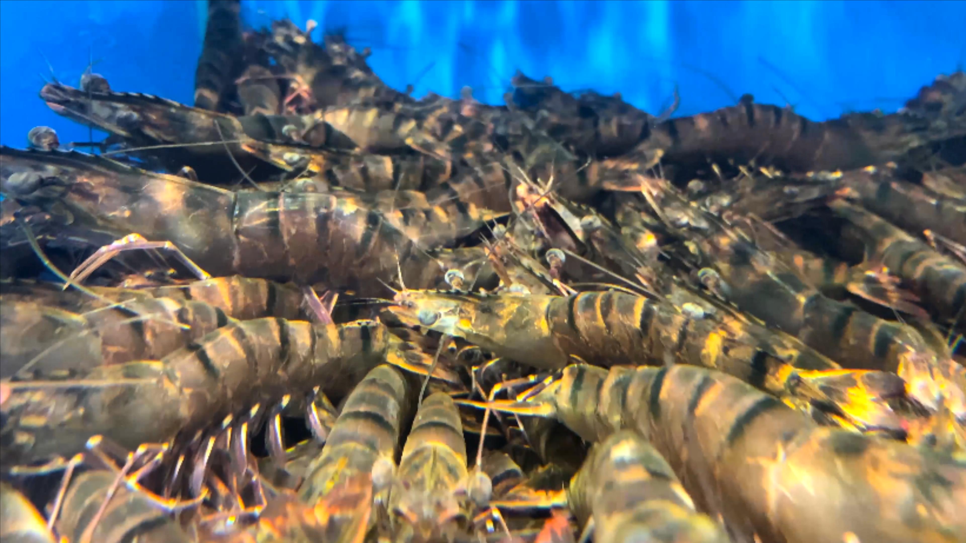 4K实拍美食海鲜食材虎皮虾视频的预览图