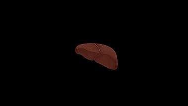 3D医学肝脏医疗素材透明通道视频视频的预览图
