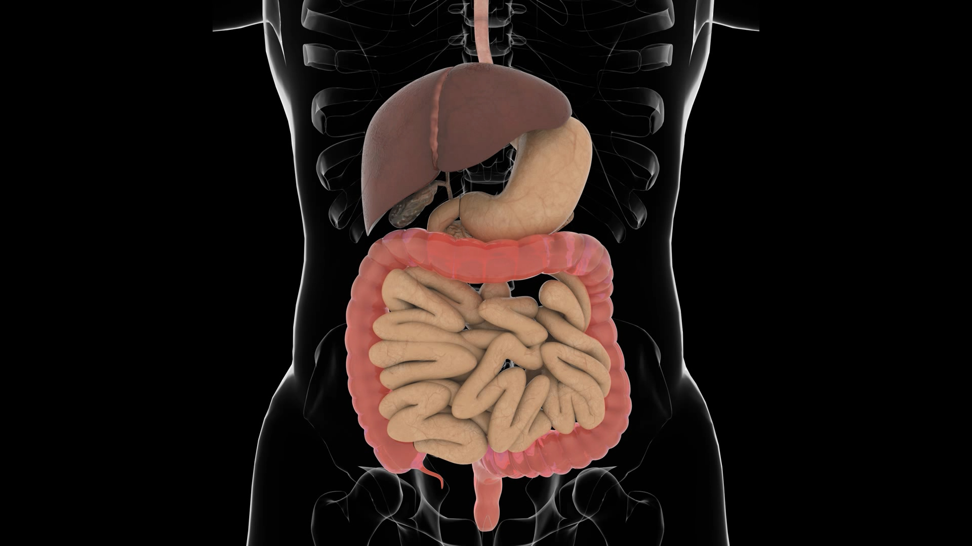 3D肠胃医疗素材透明通道视频视频的预览图