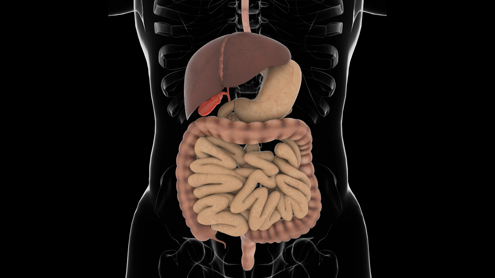 医学三维肠胃通道视频素材模板视频的预览图