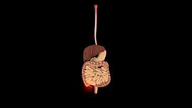 3D肠道医疗素材透明通道视频视频的预览图