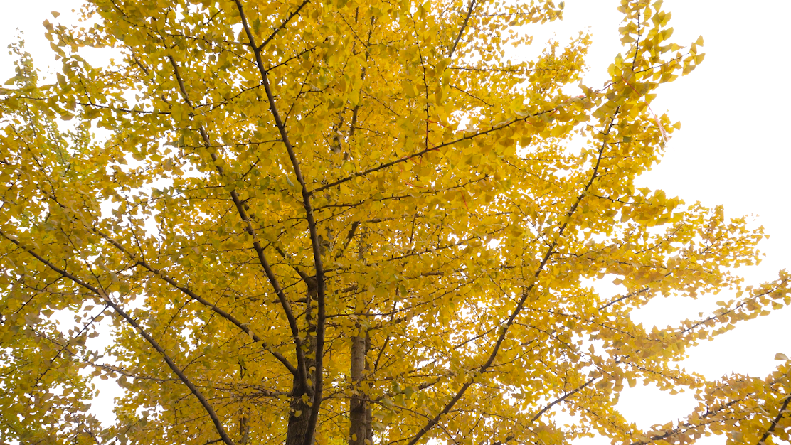 4K秋天金黄唯美银杏树叶实拍空镜头视频的预览图