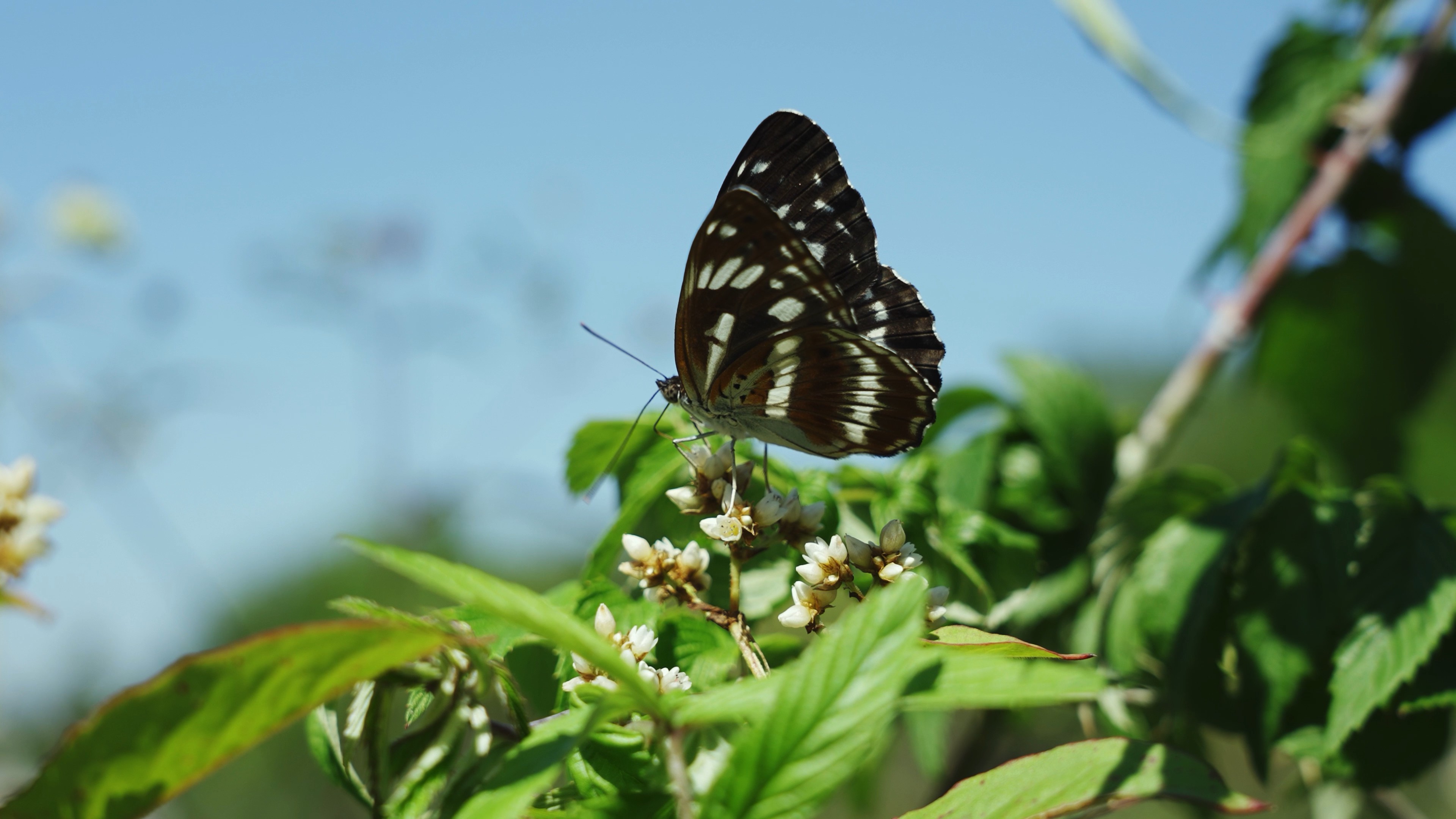 4k实拍蝴蝶花朵上扇动翅膀昆虫自然风光视频的预览图