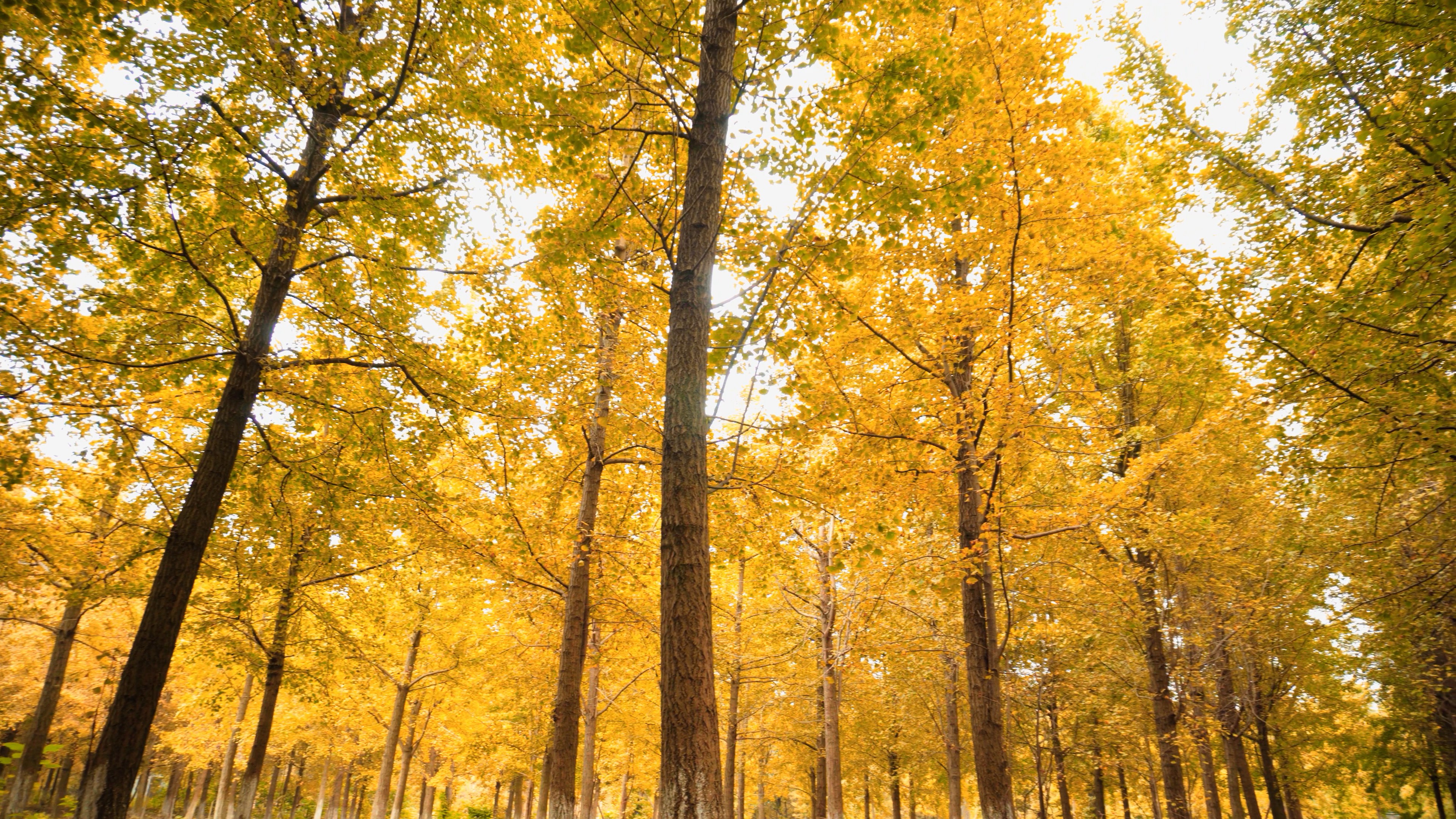 4K实拍秋季成片银杏树视频素材视频的预览图