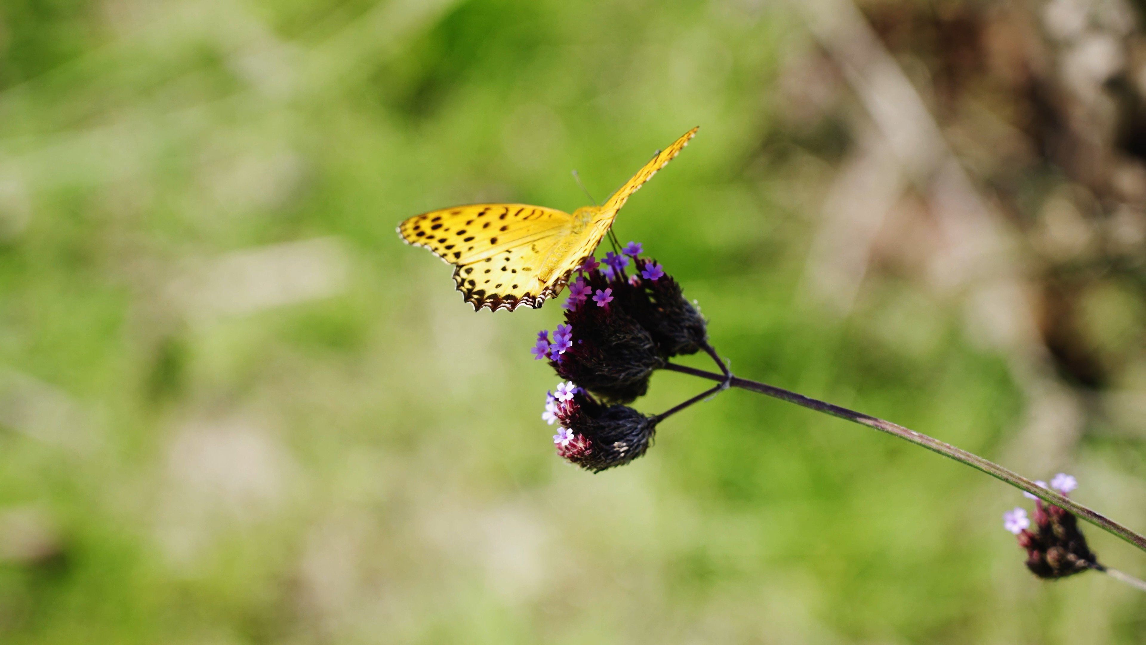 4k斑纹蝴蝶吸食花粉特写镜头自然风景视频的预览图