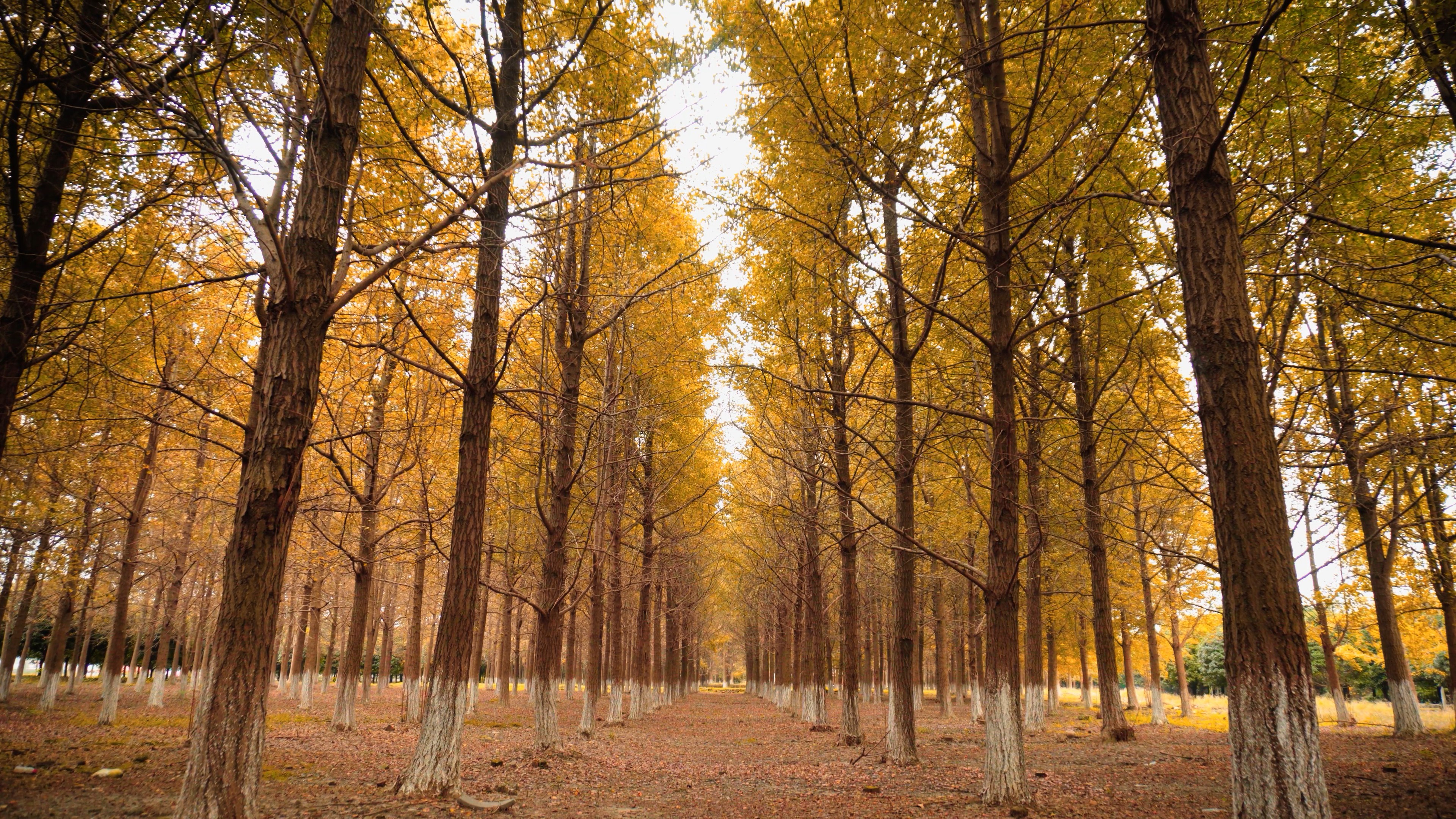 4K实拍秋季唯美金黄银杏树视频素材视频的预览图