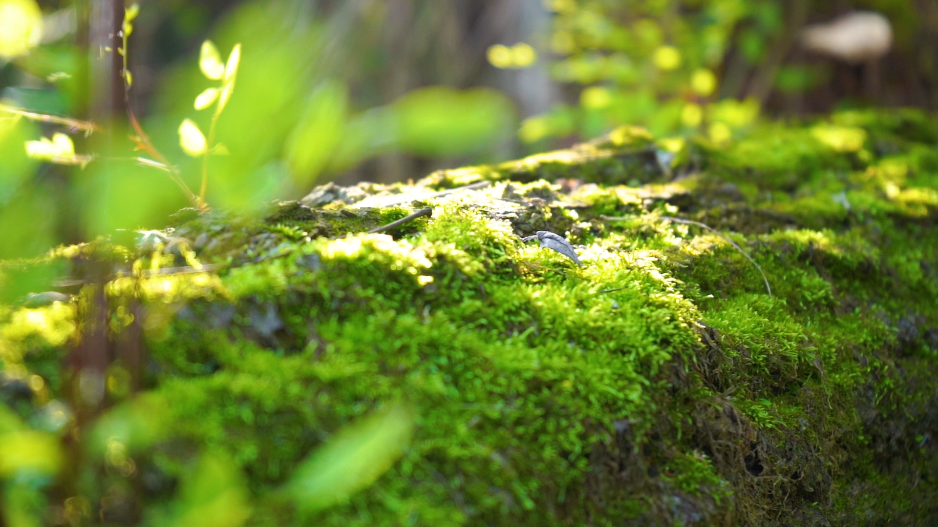 4k实拍唯美意境阳光下的苔藓视频的预览图