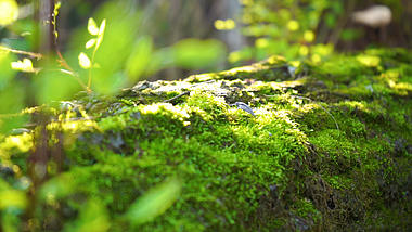 4k实拍唯美意境阳光下的苔藓视频的预览图