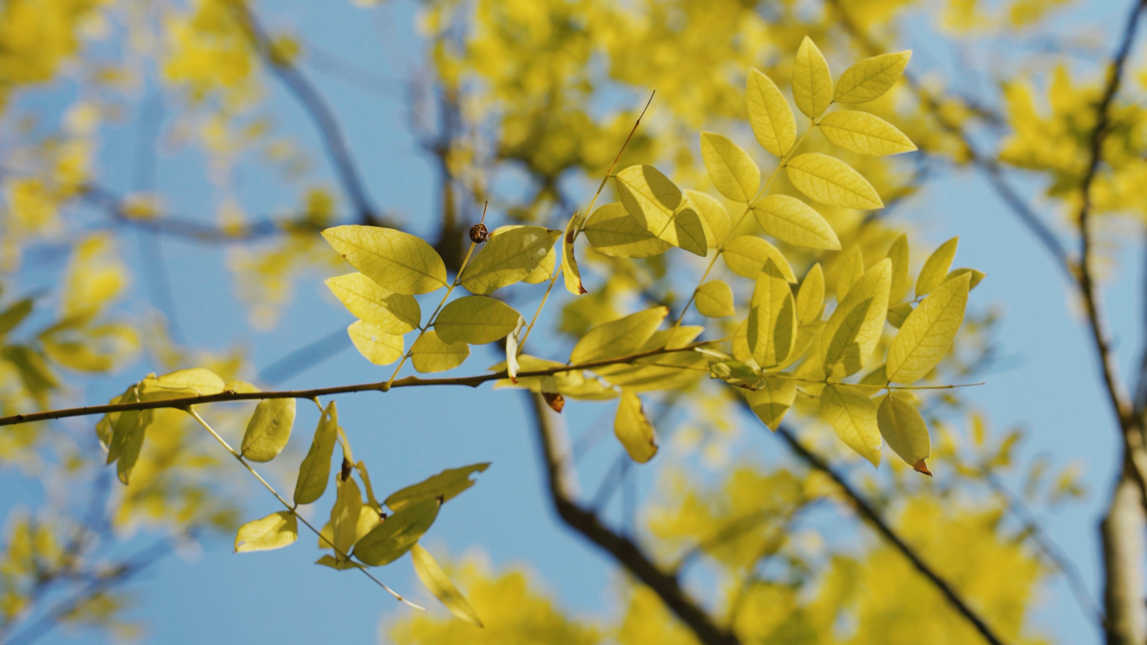 4k实拍唯美清新黄色树叶秋天风景空镜视频的预览图