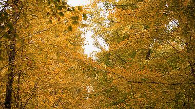 4K实拍成片金黄银杏树唯美自然风光视频的预览图