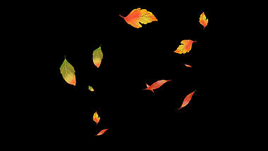 秋天秋季树叶落叶飘落挂件装饰带通道mov1080P视频素材