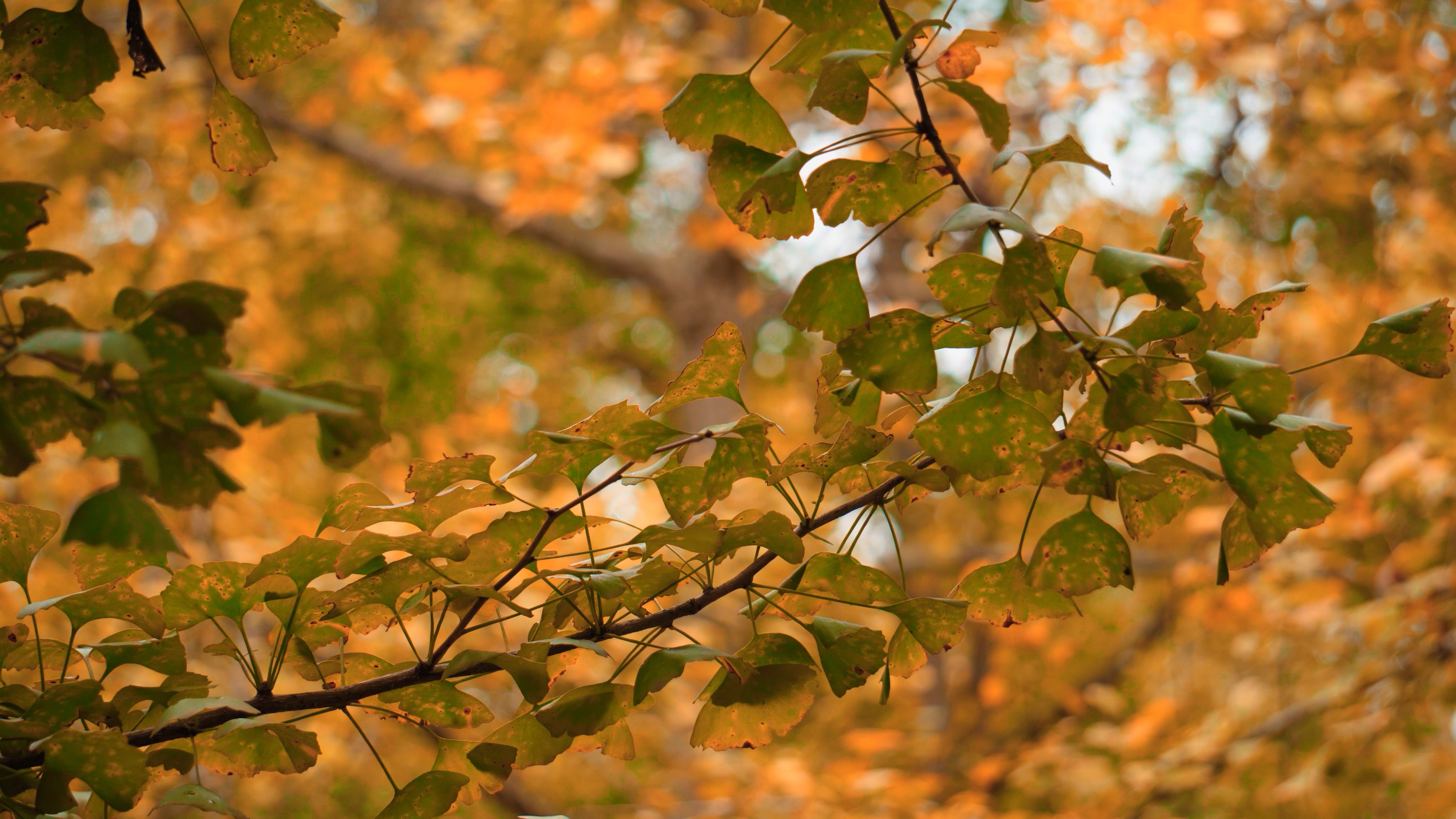 4K实拍秋季金黄银杏树唯美视频素材视频的预览图