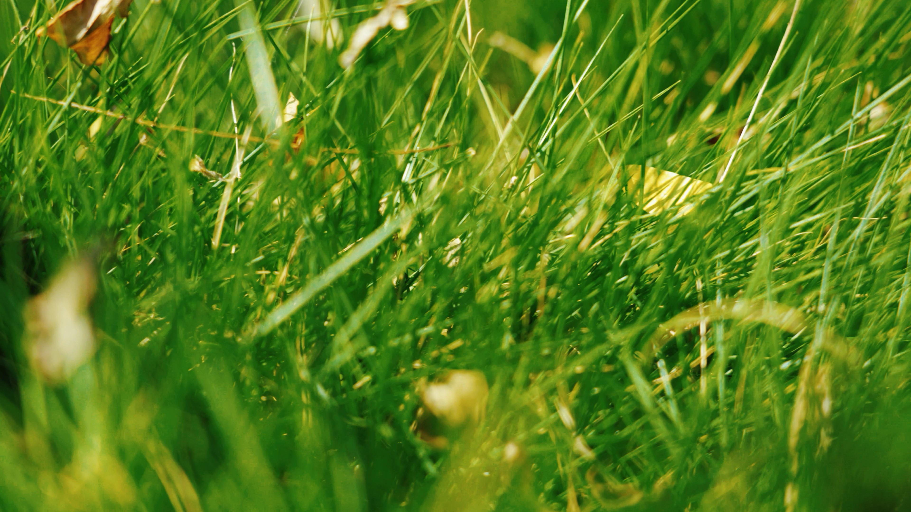 4k实拍低角度草丛中的落叶自然风景视频的预览图