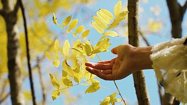 4k伸手摸树叶感受阳光自然空镜人文意境视频的预览图