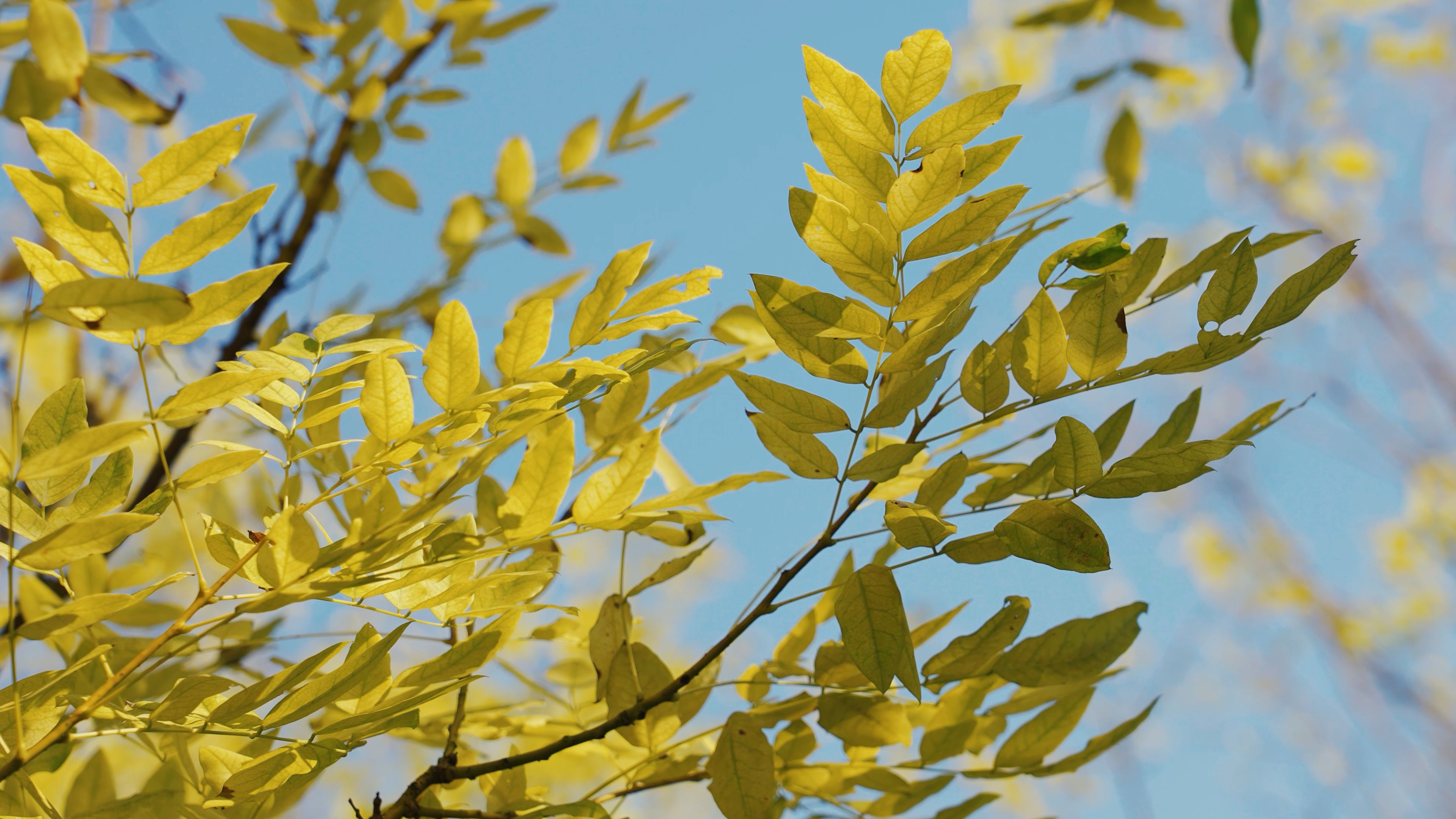 4k实拍随风摇摆的黄色树叶植物秋天风景视频的预览图