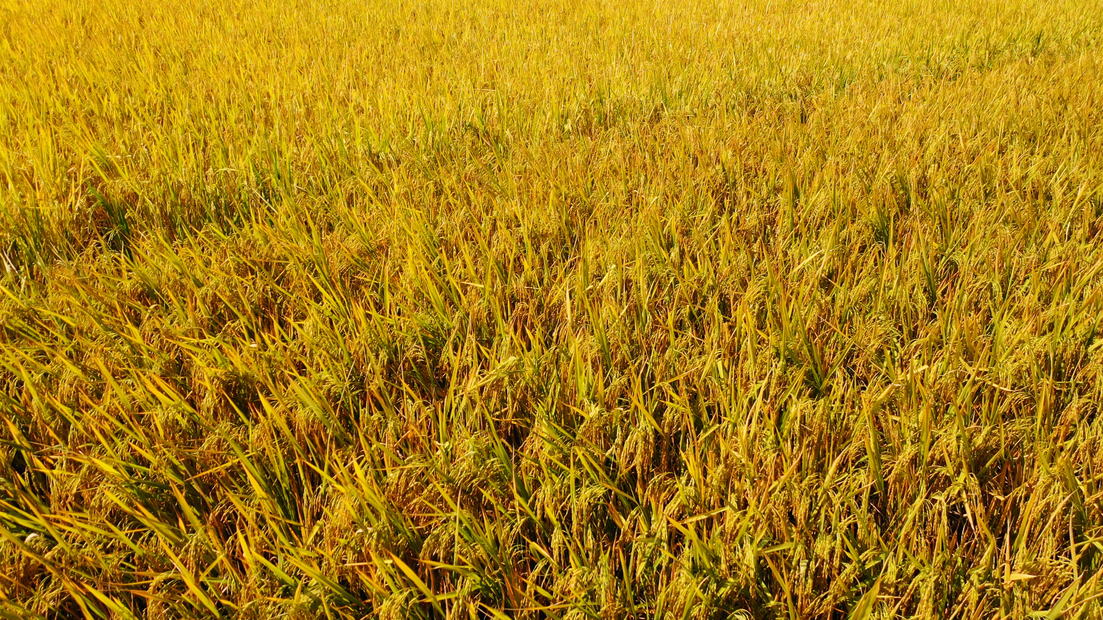 4k一大片金黄色的稻田农作物航拍视频的预览图