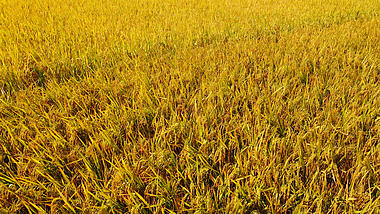 4k一大片金黄色的稻田农作物航拍视频的预览图