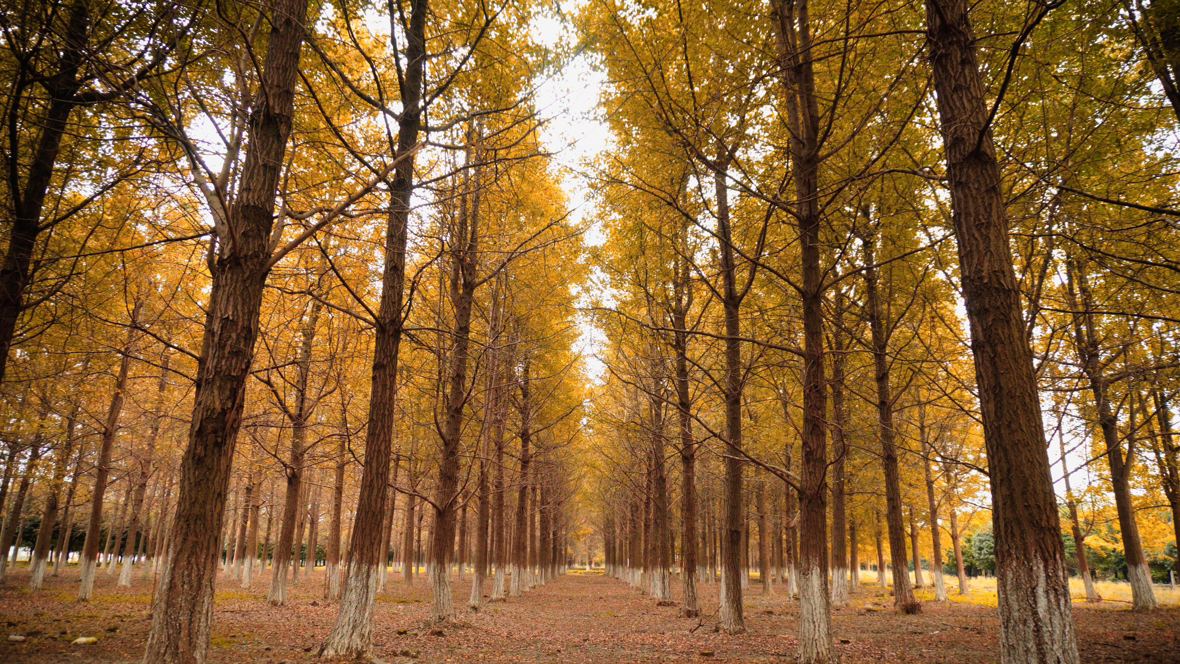 4K实拍秋季唯美银杏树林视频素材视频的预览图