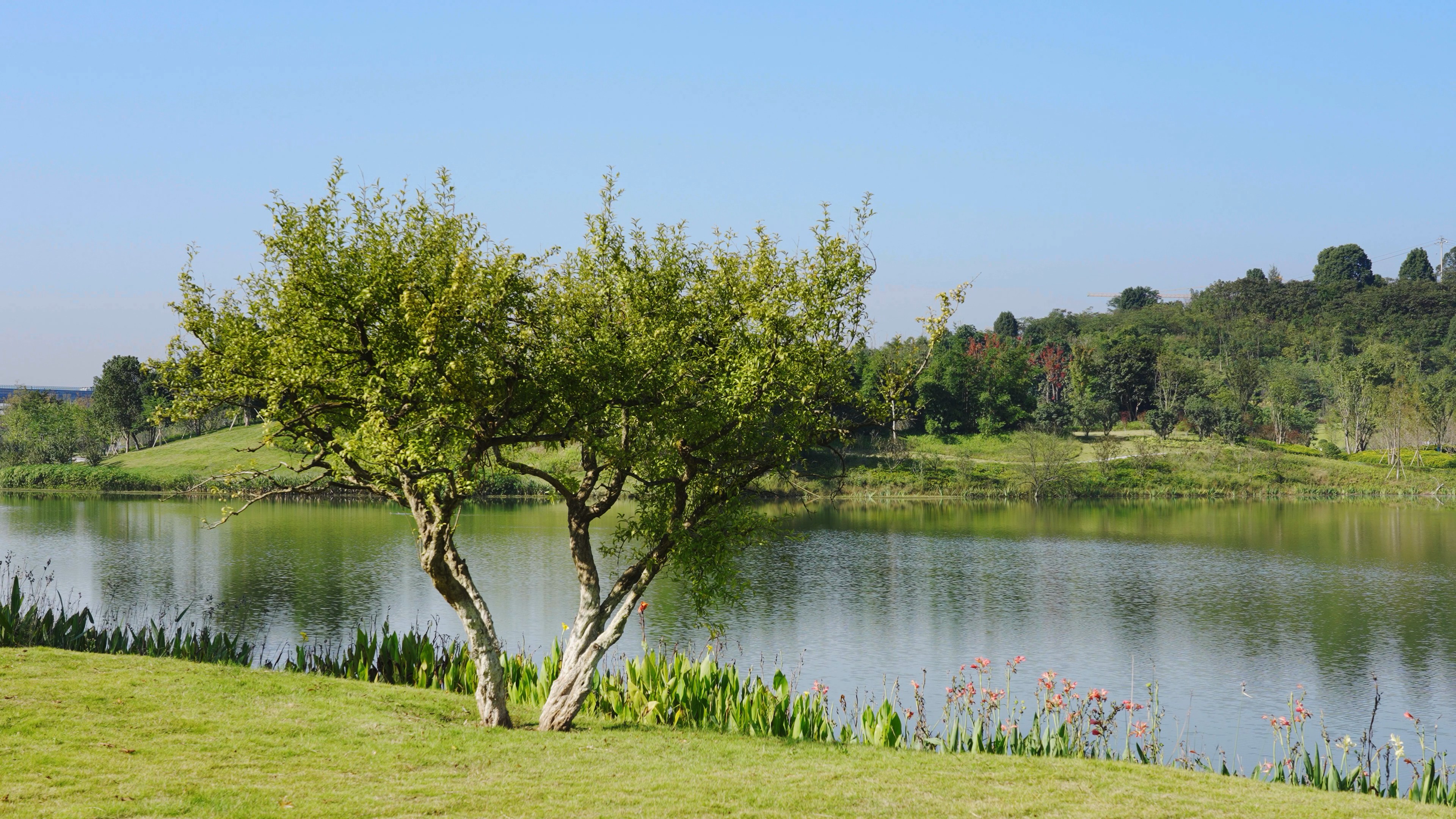 4k晴朗天气湖边树木空镜唯美治愈风景视频的预览图