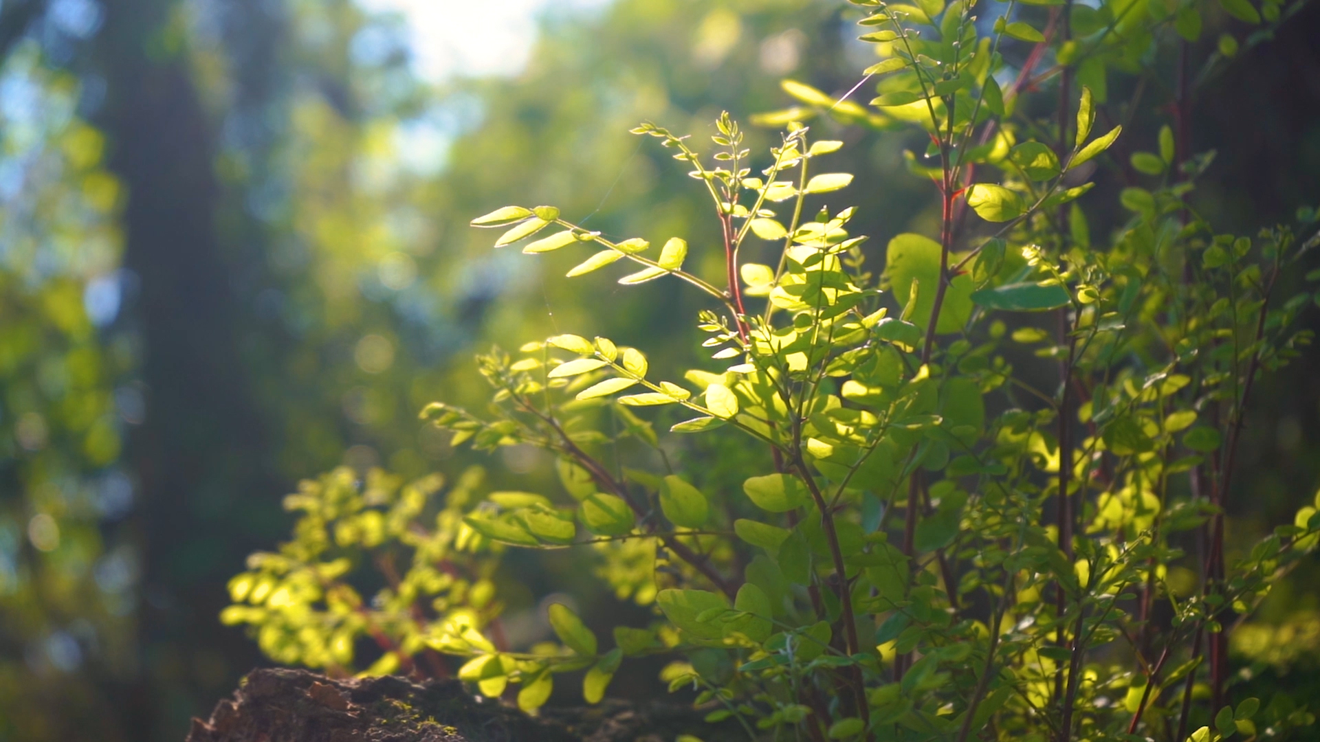 4k实拍唯美意境风光阳光透过植物视频的预览图
