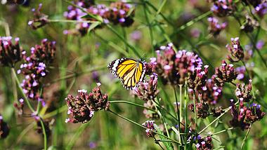 4k实拍花丛中的彩色蝴蝶昆虫自然风光视频的预览图
