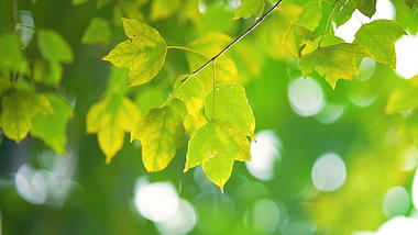 4k实拍唯美意境秋天的树叶绿叶风光视频的预览图