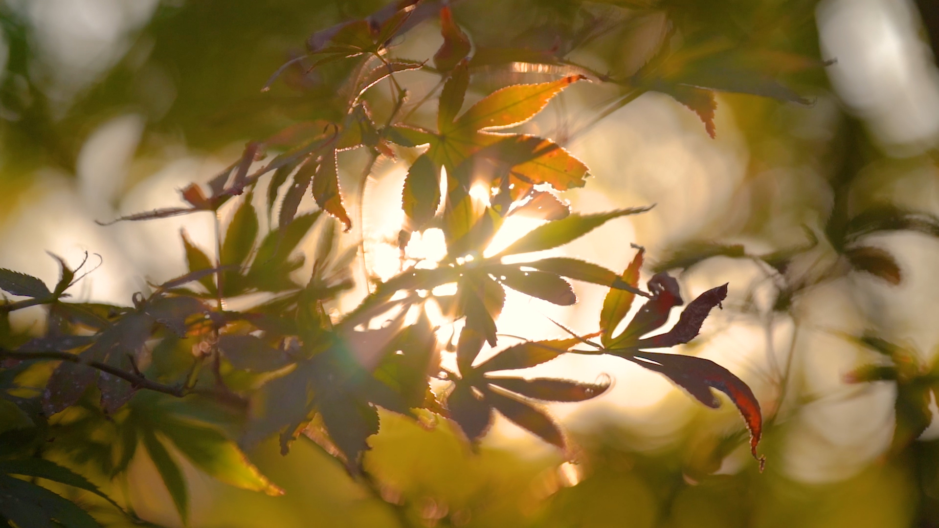 4k实拍唯美阳光透过树叶风光意境视频的预览图