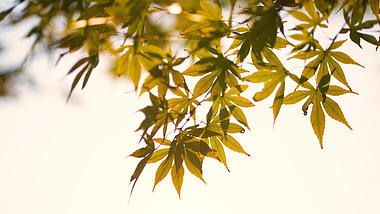 4k实拍唯美秋天意境阳光下的枫叶视频的预览图