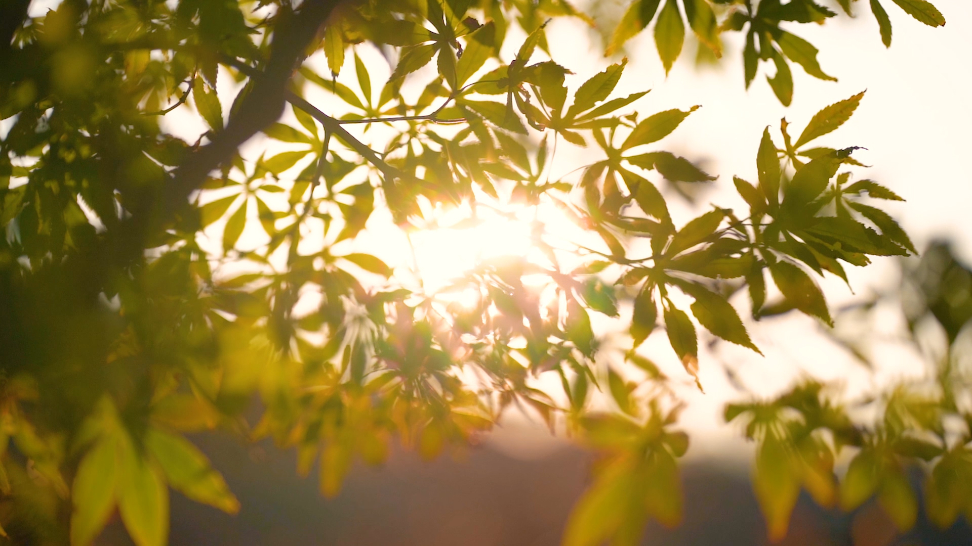 4k实拍唯美阳光透过枫叶温暖意境空镜视频的预览图