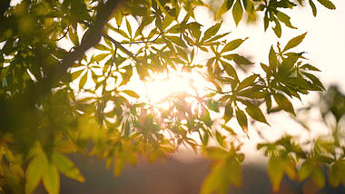 4k实拍唯美阳光透过枫叶温暖意境空镜视频的预览图