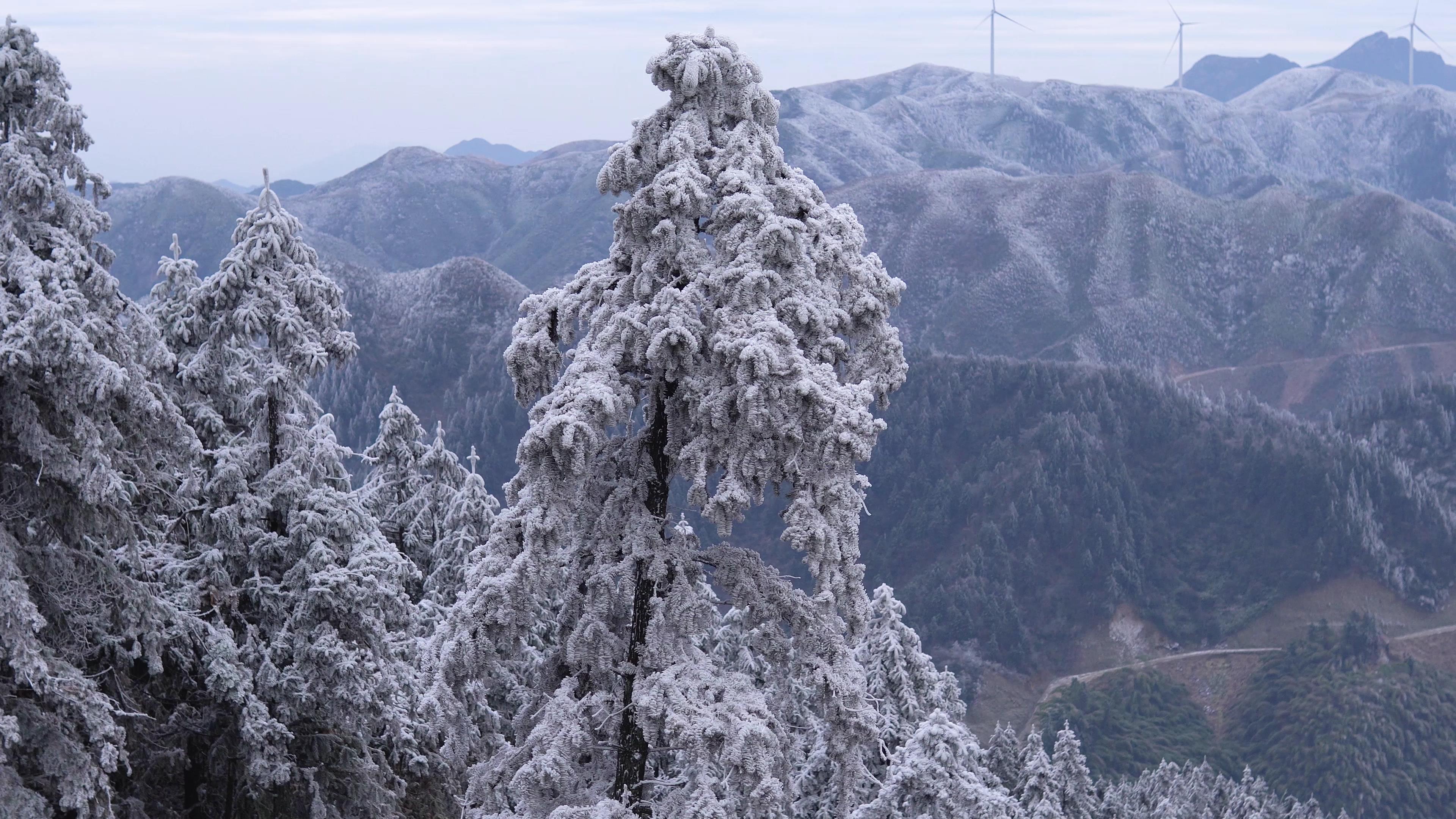 4K实拍冬天雾凇风景空镜视频素材视频的预览图