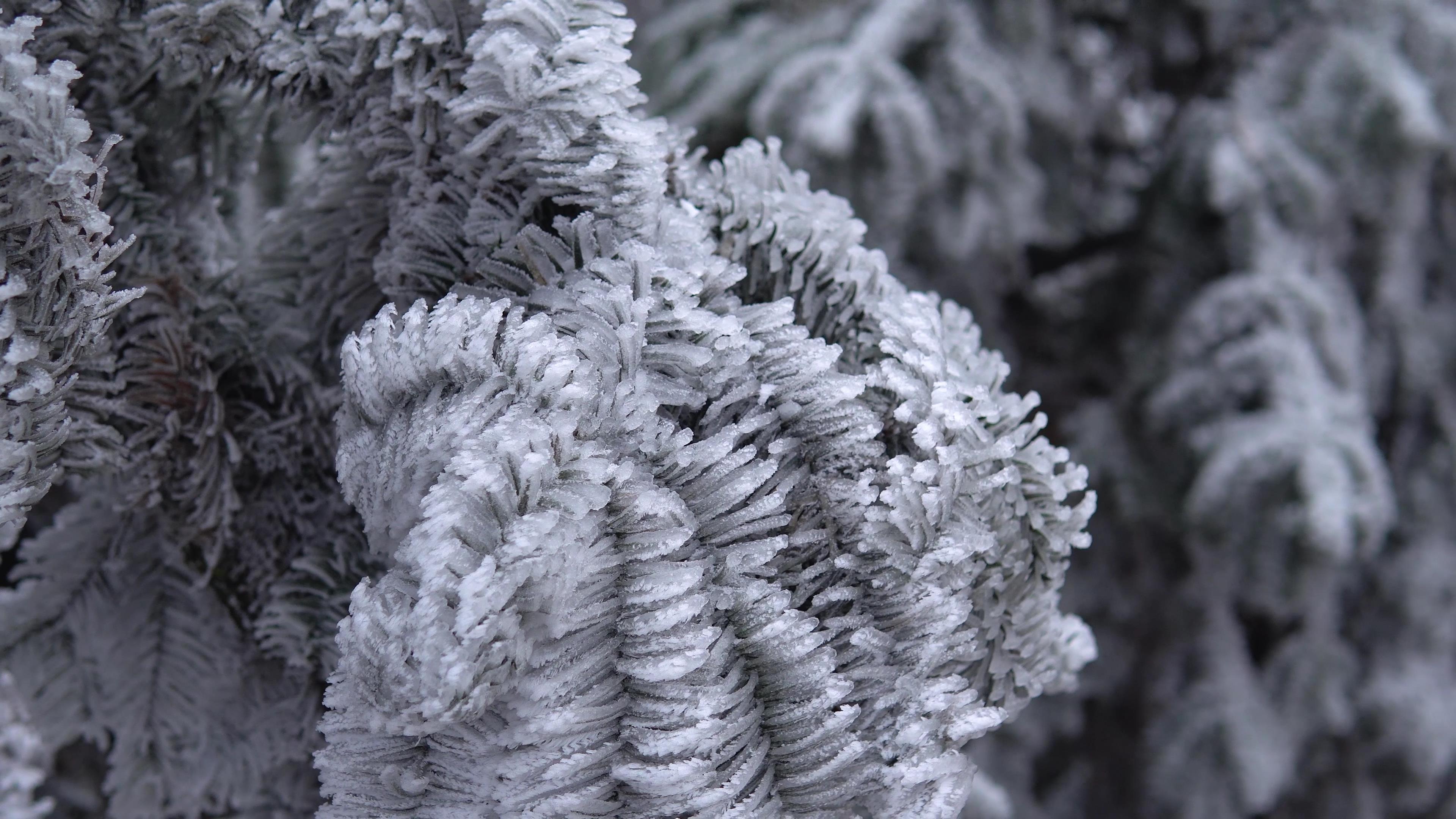 4k冬天下雪松树上的雪挂雾凇视频的预览图
