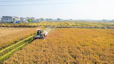 4K航拍农业秋收季节稻谷丰收机械化农业视频的预览图