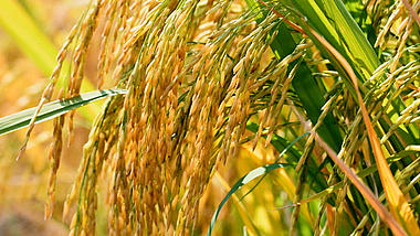 4k丰收金黄色的稻谷农作物特写实拍视频视频的预览图