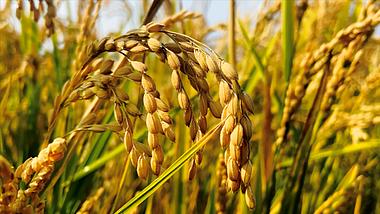 4K实拍农业秋收季节成熟稻谷颗粒饱满视频的预览图