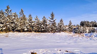 4k拍摄冬季公园里积雪笼罩下的植物松树视频的预览图