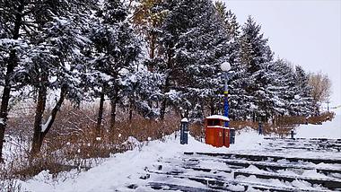 4k拍摄冬季公园里积雪笼罩下的植物松树视频的预览图
