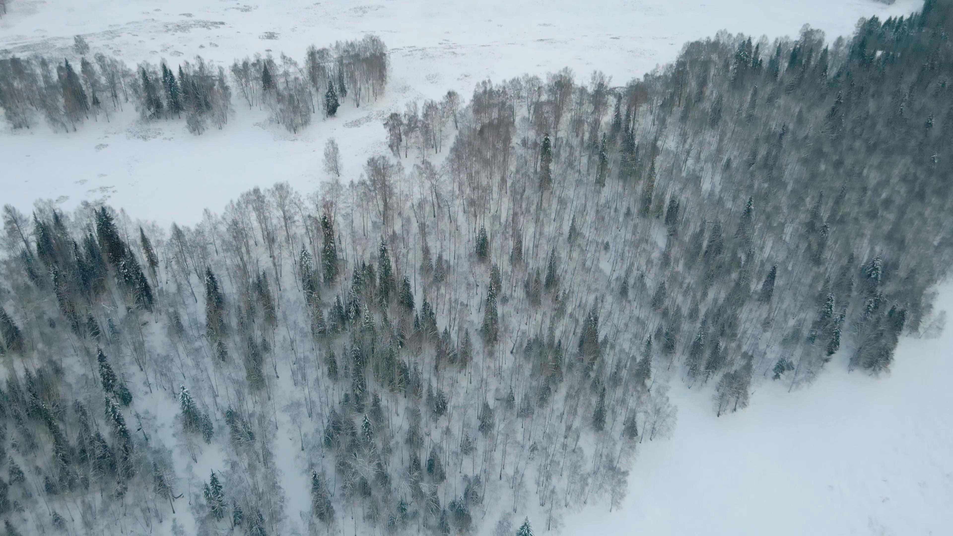 4K航拍冬天冰雪白桦林森林视频的预览图