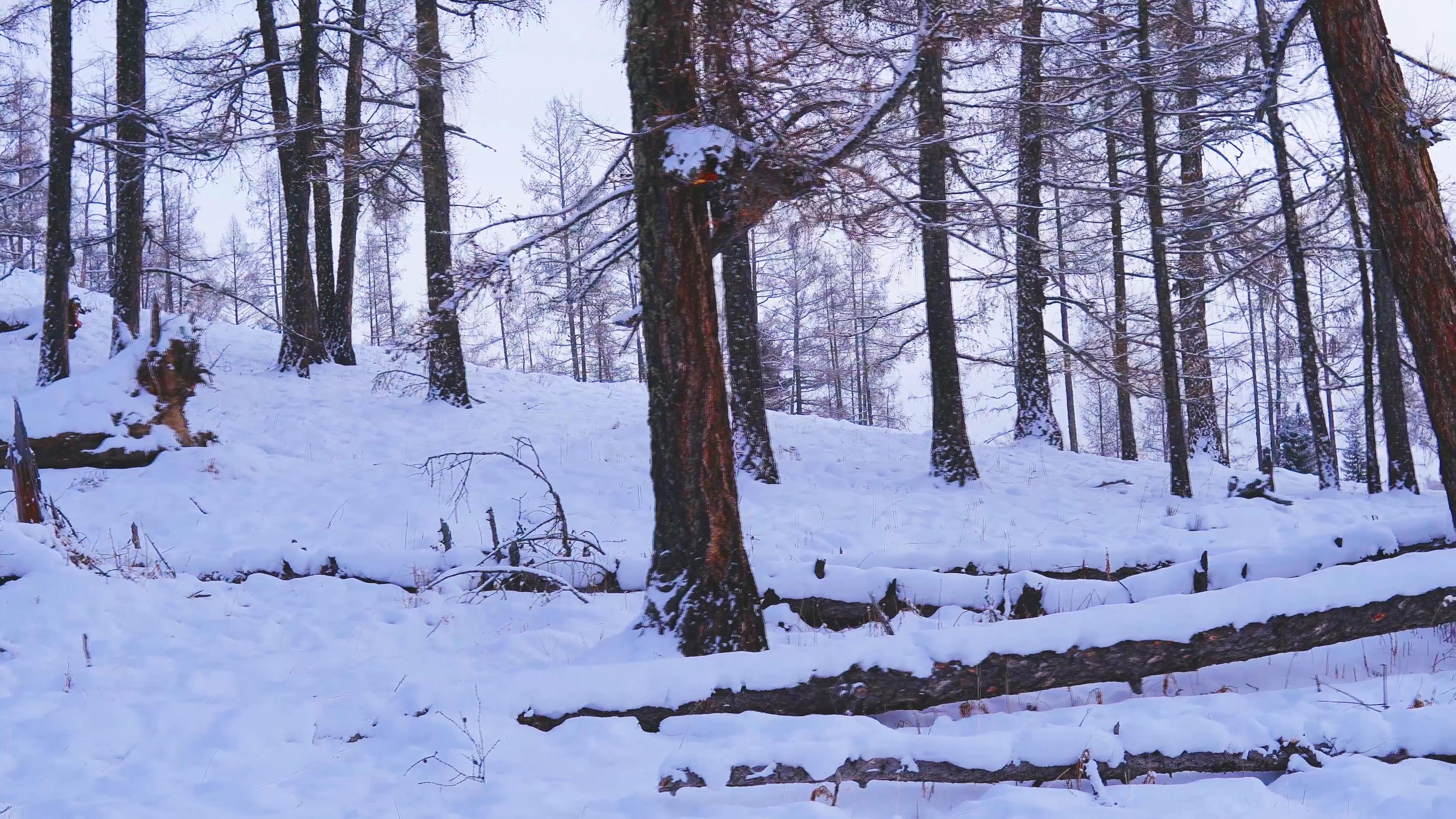 4K实拍冬季被雪覆盖的树视频素材视频的预览图
