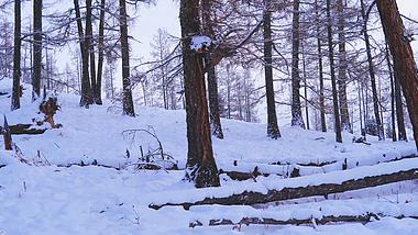 4K实拍冬季被雪覆盖的树视频素材MP44K视频素材