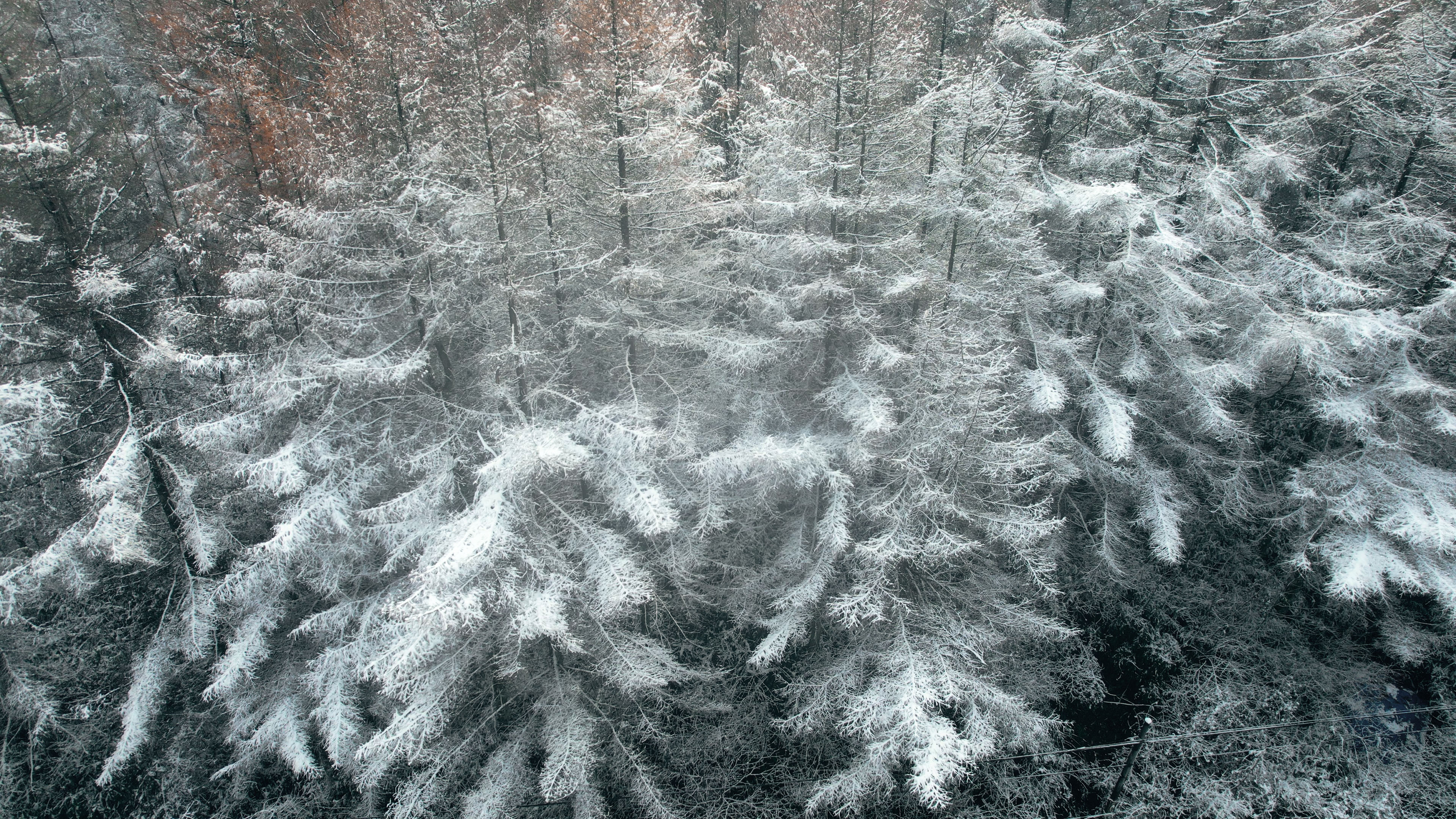 4K航拍冬天下雪场景雾凇挂满树梢实拍视频视频的预览图