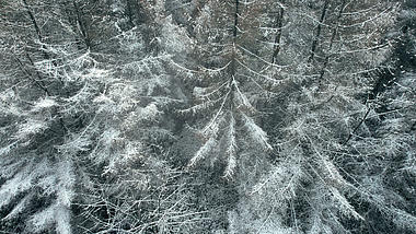 4K实拍冬天下雪场景航拍冬天树木雾凇景色视频的预览图