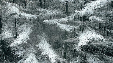4K航拍冬天雾凇森林雪白景色视频的预览图