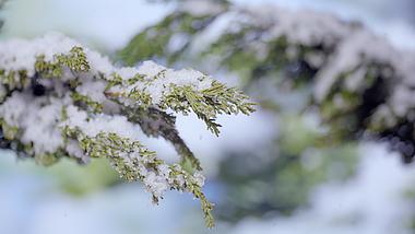 4k冬天寒冷雪中松树林积雪风景视频的预览图
