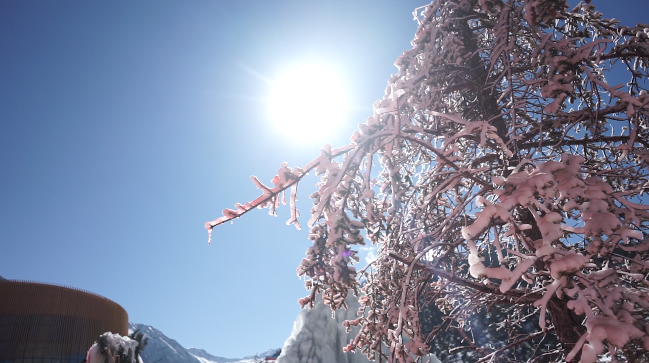 1080p雾淞雪景冬季树枝上结冰实拍视频视频的预览图