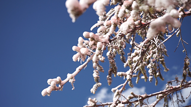 1080p唯美冬天树枝上的雪雾淞景色实拍视频视频的预览图